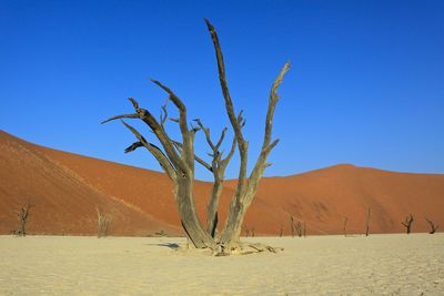 Bare tree on desert against clear blue sky