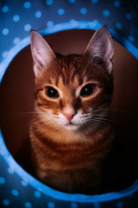 Close-up portrait of cat