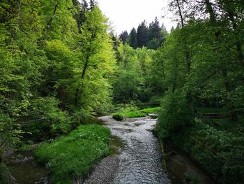Scenic view of stream amidst trees in forest