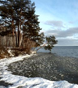 Trees by sea against sky during winter