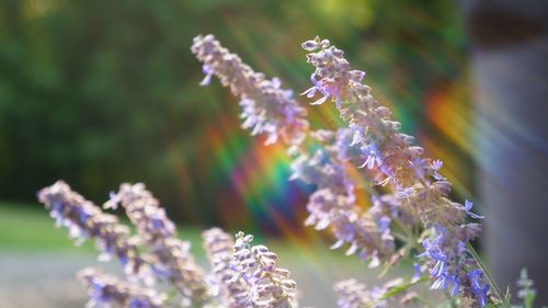 Close-up of purple flowering plant