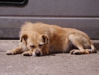 View of a dog sleeping on road