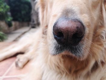 Close-up portrait of a dog