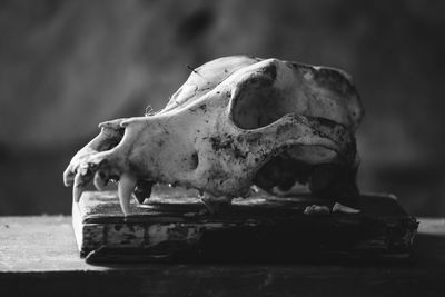 Close-up of human skull