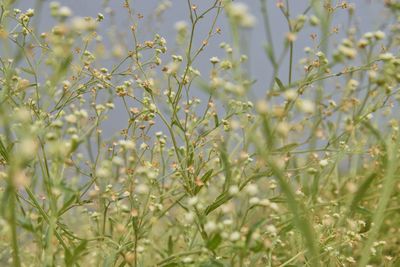 plant