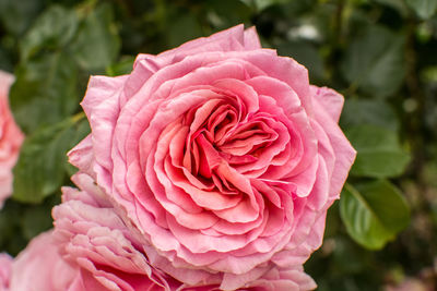 Close-up of pink rose