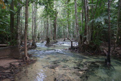 Stream flowing amidst trees in forest