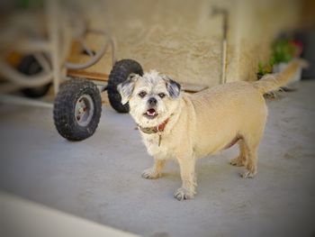 Portrait of dog standing outdoors