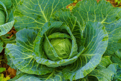 Full frame shot of green leaf