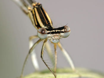 Close-up of insect