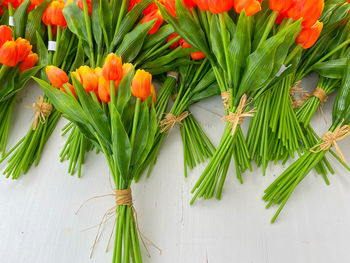 High angle view of flowering plant