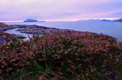 Scenic view of pink flowering plants against sky during sunset