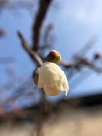 Close-up of fresh white flower buds on branch