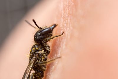 Close-up of spider