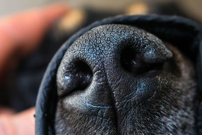 Close-up of a monkey