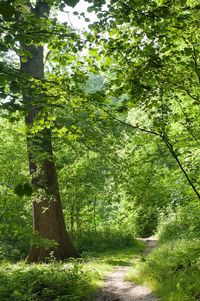 Footpath in forest