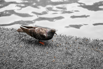 High angle view of bird on land