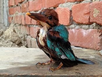 Close-up of bird perching on wall