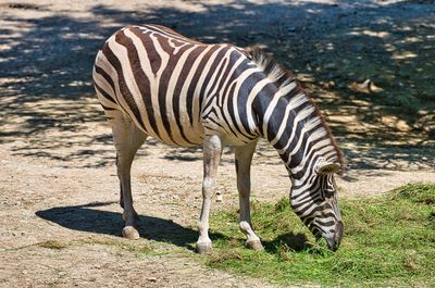 Zebras standing in a field