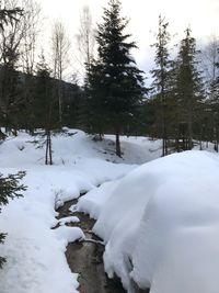 Trees on snow covered field against sky