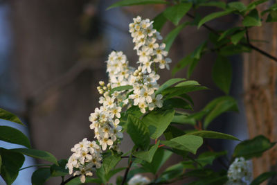 Close-up of white flowering plant