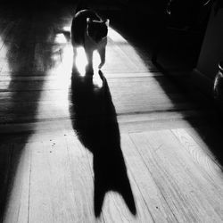 Silhouette of woman at night
