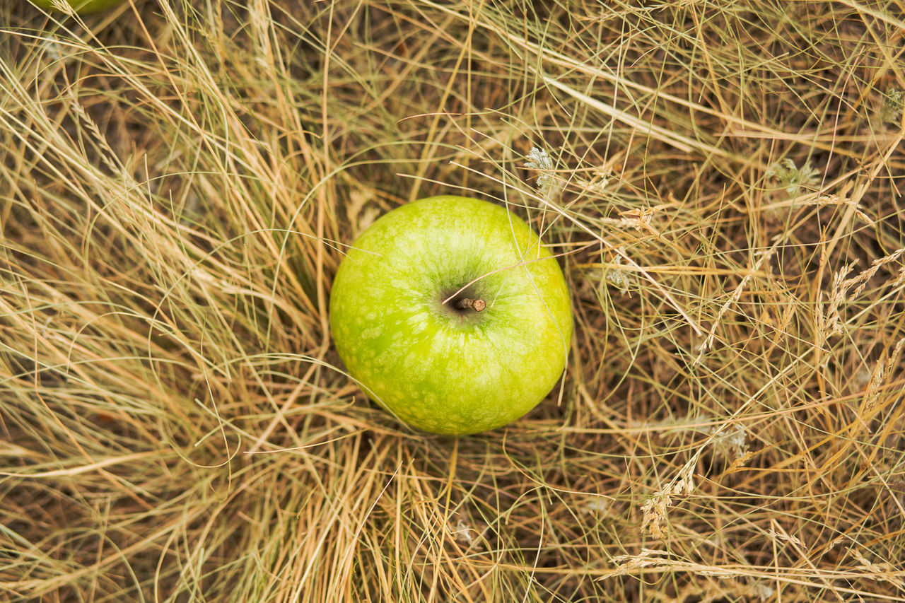 CLOSE-UP OF APPLE