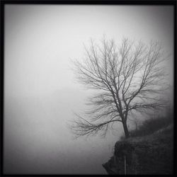 Bare trees on landscape
