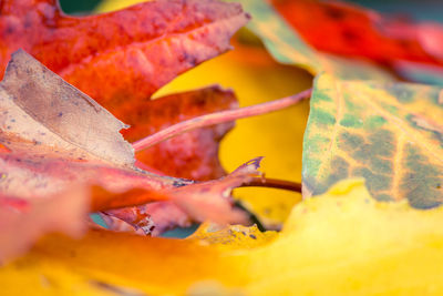 Close-up of multi colored crab