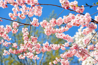 Low angle view of cherry blossom