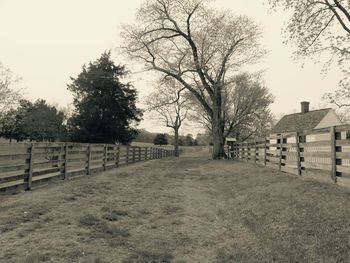 Bare trees on grassy field