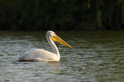 Close-up of swan swimming in lake