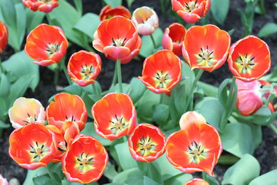 Close-up of orange flowers blooming outdoors