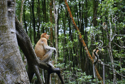 A young proboscis monkey relaxing on a mangrove branch