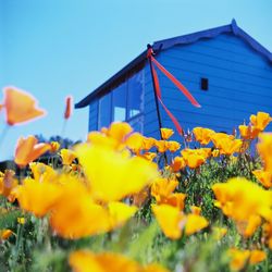 Low angle picture of yellow flowers against blue shed and sky