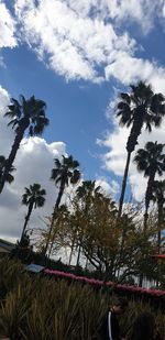 Low angle view of coconut palm trees against sky