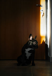 Dog looking away while sitting on floor at home