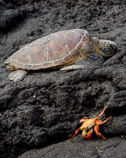 Shell on rock in sea. sea turtle stuck on a lava rock with a bright red crab.
