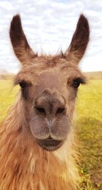 Close-up portrait of a horse on field