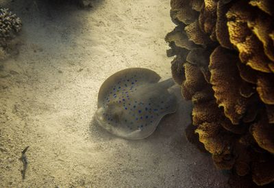 Close-up of iguana on stone wall