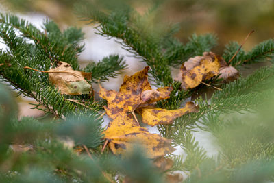 Close-up of leaves on a snowy branch