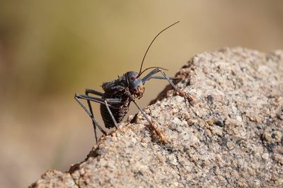 Close-up of insect on rock