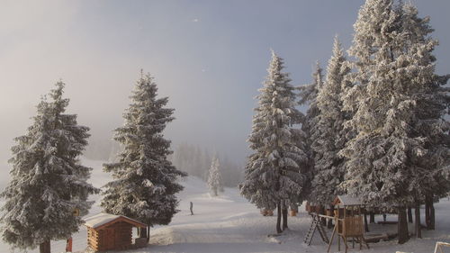 Trees on snow covered landscape