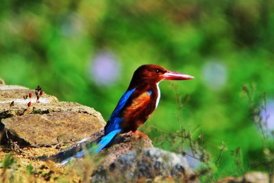 Close-up of bird perching on leaf