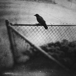 Bird perching on fence