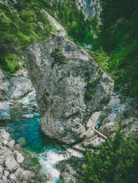 High angle view of rocks in forest