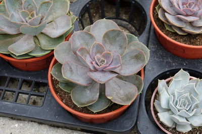 Close-up of succulent plants in water