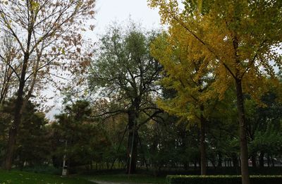 Trees growing in park