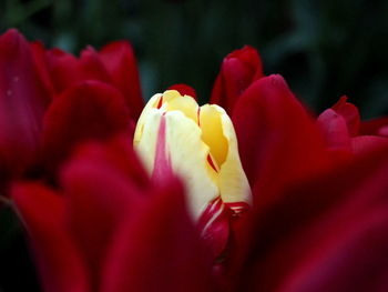 Close-up of red tulip