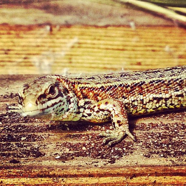 animal themes, animals in the wild, one animal, wildlife, reptile, lizard, side view, close-up, selective focus, focus on foreground, zoology, full length, outdoors, nature, day, wood - material, no people, rock - object, sunlight, amphibian